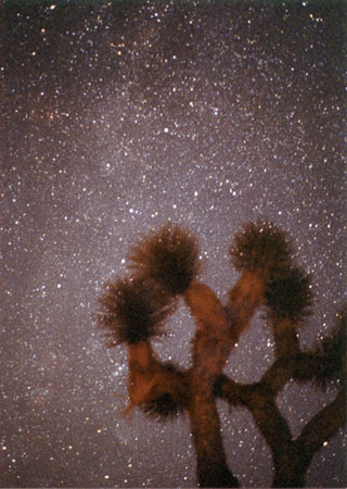 Milky Way over Joshua Tree