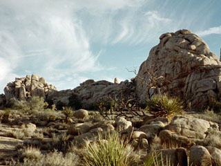 Joshua Tree scenery